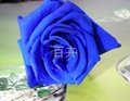 preserved rose blue