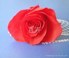 preserved Flowers ）red（