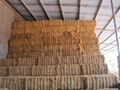 Coconut Fiber 3