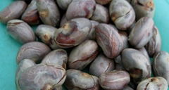 Jackfruit Seed