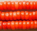 red coral beads-disc beads-sea bamboo coral 1