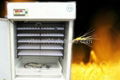 Approved CE Chicken incubator YZITE-8