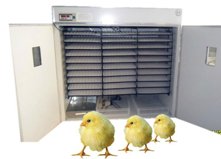 Advance incubator for chicken 