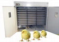 Advance incubator for chicken  1