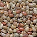 Horse gram