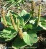 Plantain Plantago lanceolata Extract