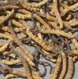 Cordyceps sinensis Extract