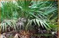 Saw palmetto Extract