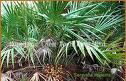 Saw palmetto Extract