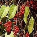 Schisandra chinensis Extract