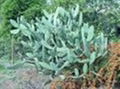 Cactus extract Hoodia gordonii 1