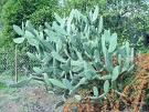 Cactus extract Hoodia gordonii