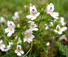 Eyebright Extract