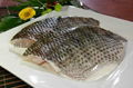 Skin-on tilapia fillets  3