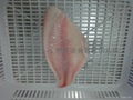 shallow skinned tilapia fillets 3