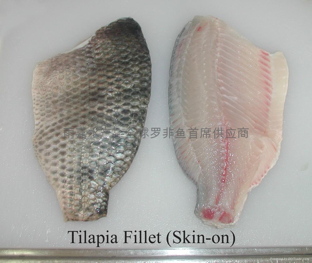 Skin On Tilapia Fillets Customer S Brand Or Baiyang China Manufacturer Frozen Food Processed Food Products Diytrade Skin On Tilapia Fillets Customer S Brand Or Baiyang China Manufacturer Frozen Food Processed Food Products Diytrade