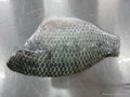 Skin-on tilapia fillets  5