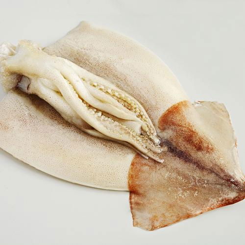 Frozen Squid Fillet