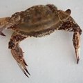 IQF live swimming crab