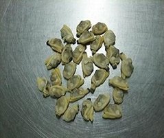 frozen boiled short necked clam meat
