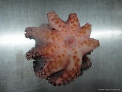 Frozen Whole Round Octopus