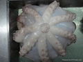 Frozen Whole Round Octopus 3