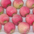 Red Star Apple 1