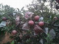 Red Star Apple 2