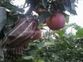 Red Star Apple 3