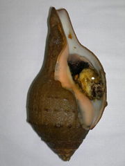 Valampiri Seashell