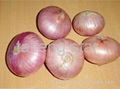 2012 onion  5