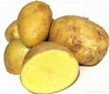2012 potato 3