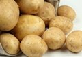 2012 potato 4