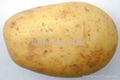 2012 potato 5