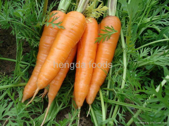 2012 carrot  2