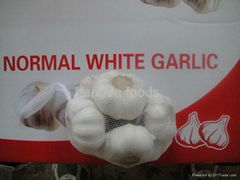 fresh garlic 