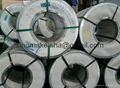 Galvanized steel sheet in coils