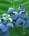 blueberry anthocyanin(resist radiation) 