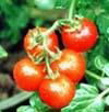 tomato color(resist radiation)