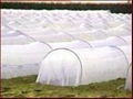 100% pp spunbond non woven fabric for agriculture 1