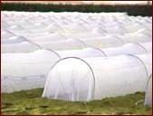 100% pp spunbond non woven fabric for agriculture