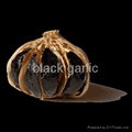 black garlic help fighting cancer 4