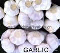 White  Garlic