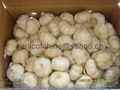 Pure White  Garlic 4