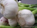 Pure White  Garlic 5