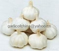 Pure white Garlic Of China