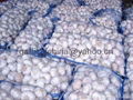 Pure white Garlic Of China 3