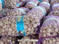 Export Pure white Garlic