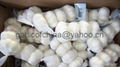 Export Pure white Garlic  3