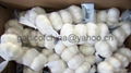Pure white garlic of China 2011